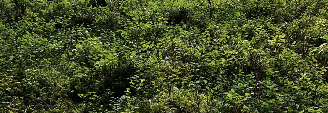 PARFUMS NATURELS VS PARFUMS SYNTHETIQUES : COMPRENDRE LES DIFFERENCES ET TROUVER L’EQUILIBRE