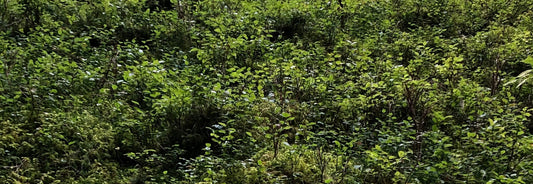 PARFUMS NATURELS VS PARFUMS SYNTHETIQUES : COMPRENDRE LES DIFFERENCES ET TROUVER L’EQUILIBRE